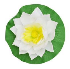 White water lily on white background
