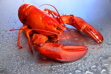 Red lobster on blue background