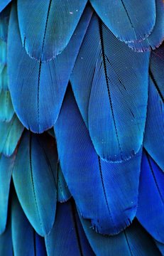 Macaw Feathers (Blue)