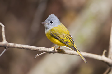 The Grey-headed Canary-flycatcher