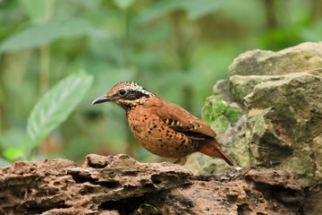 Eared  Pitta , Birds of  Thailand