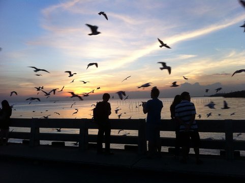 Migratory seagulls in Bangpu Thailand