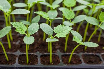 Green Cucumber seedling on tray