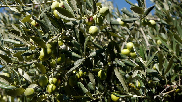 Motion view of ripe olives on tree with blue sky background