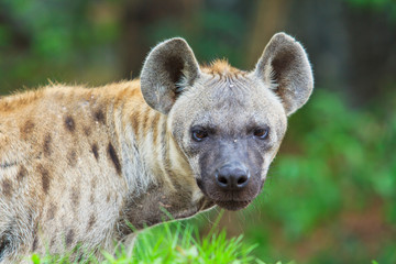 Hyena