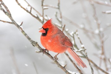 Cardinal In Snow
