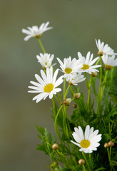 bouquet of daisies flowers on green background