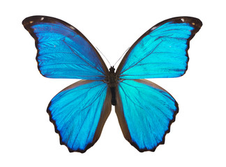 Obraz na płótnie Canvas Butterfly morpho