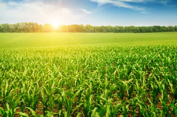 Foto op Plexiglas sunrise over the corn field © alinamd