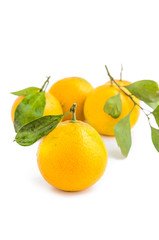 Fresh Orange with white background