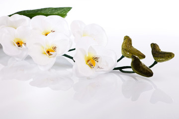 white orchid