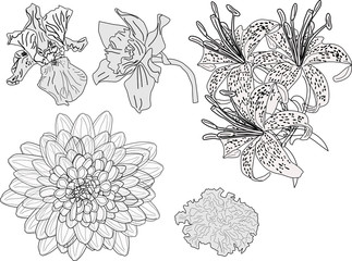 five garden flowers sketches isolated on white