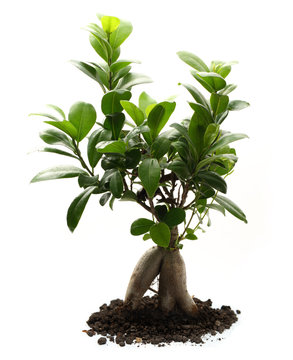 Ficus ginseng with soil
