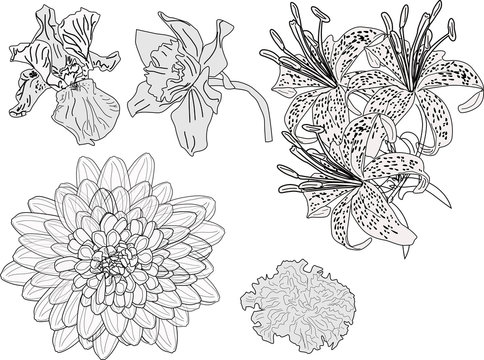 five garden flowers sketches isolated on white