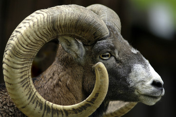 Mufflon