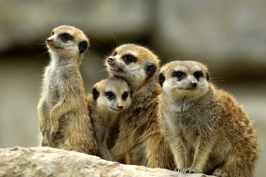 Erdm&auml;nnchen