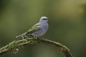 Golden-chevroned tanager, Thraupis ornata,