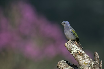 Obraz premium Golden-chevroned tanager, Thraupis ornata,