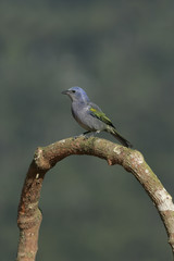 Golden-chevroned tanager, Thraupis ornata,