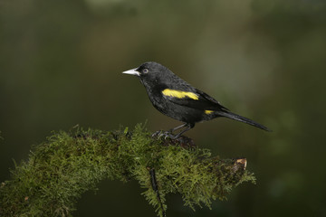 Obraz premium Golden-winged cacique, Cacicus chrysopterus
