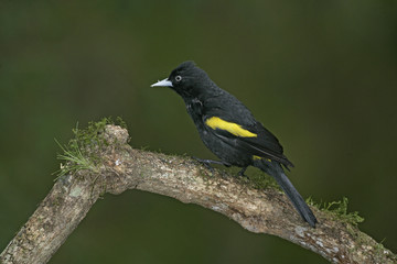 Golden-winged cacique, Cacicus chrysopterus