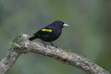 Obraz premium Golden-winged cacique, Cacicus chrysopterus