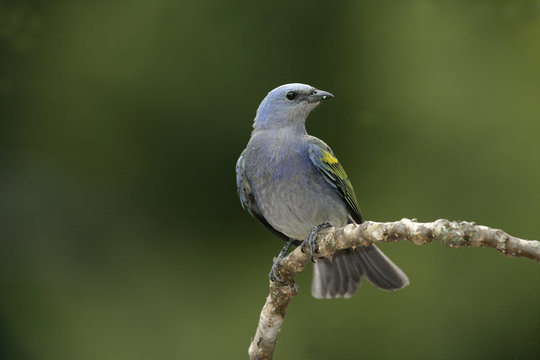 Golden-chevroned tanager, Thraupis ornata,