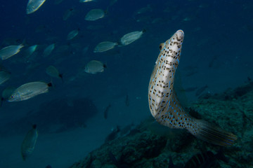 Harlequin filefish