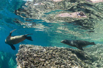 Fototapeta premium sea lion underwater looking at you