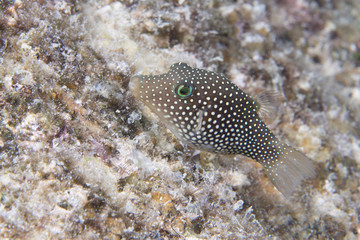 A puffer fish