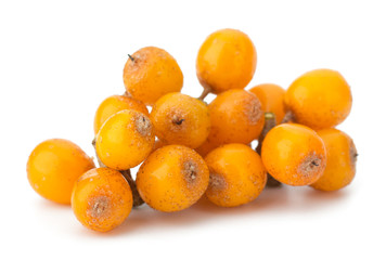 sea buckthorn isolated on the white background