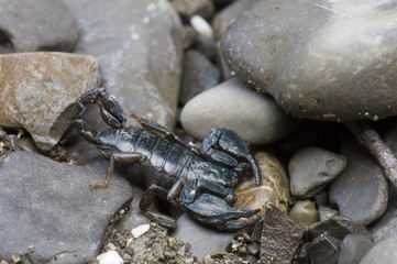 scorpione
