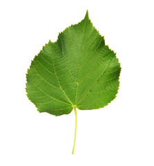 Linden leaf with the veins