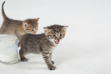 Two kittens, one of which mews next to the glass cup
