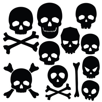 Collection of skulls isolated on white