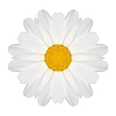 Daisy Mandala Flower Kaleidoscopic Isolated on White