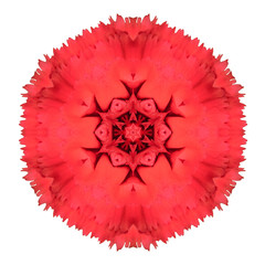 Red Carnation Mandala Flower Kaleidoscopic Isolated on White