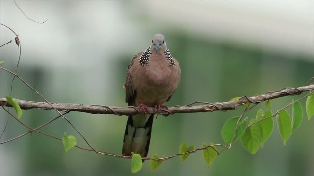 Spotted Dove 2