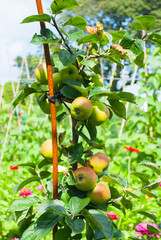 Apples in an Orchard