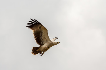 Eagle in flight