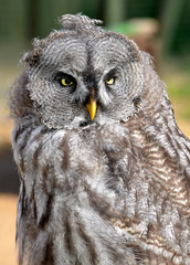 Great Gray Owl (Strix nebulosa)