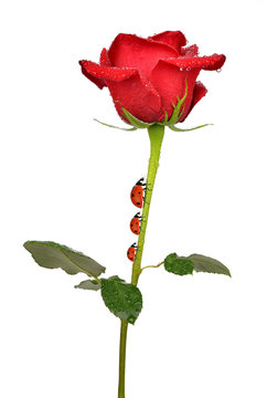 Dewy Rose with ladybugs isolated on white background