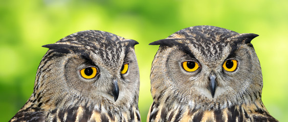 Eagle Owl, Bubo bubo