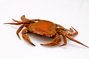 seafood isolated