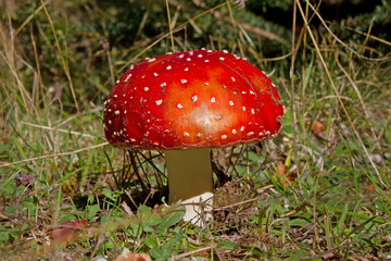 Red Mushroom