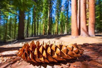 Sequoia pine cone macro in Yosemite Mariposa Grove
