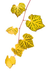 Grape branch with yellow leaves