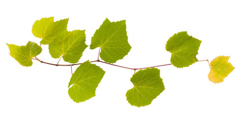 Grape branch with yellow and green leaves