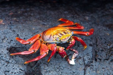 red rock crab