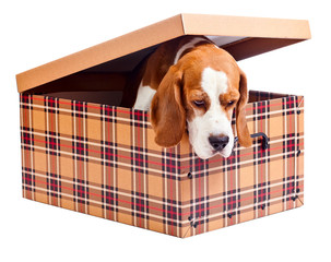 beagle in box